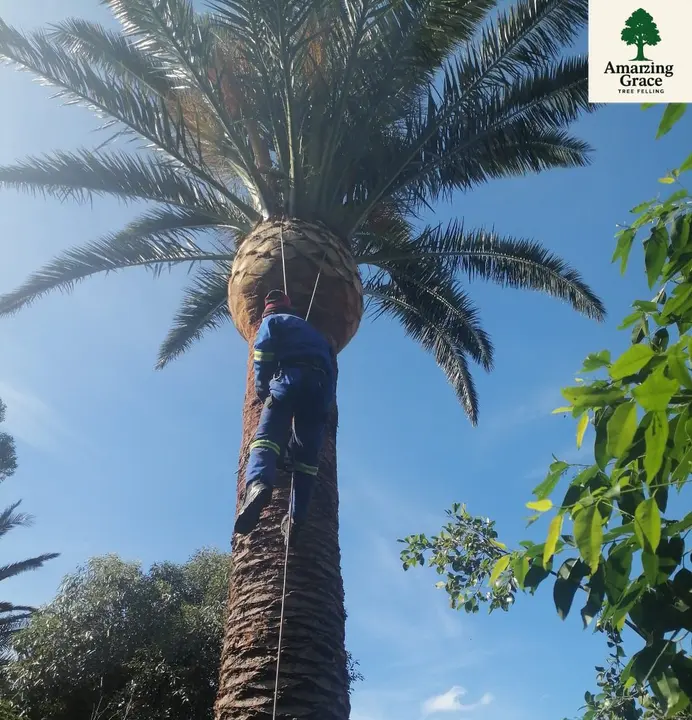 A climber roped high up a tall palm, taking it down in sections