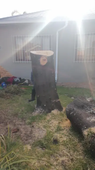 A cut trunk on a lawn