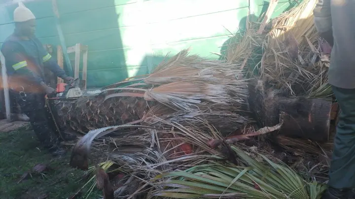 Cutting up palm fronds after a felling