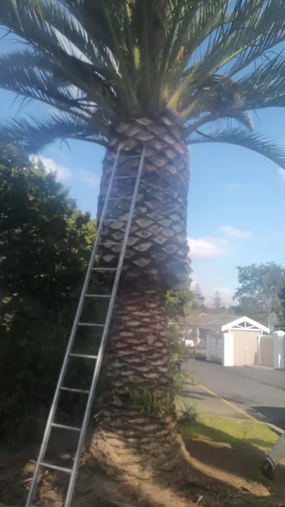 A ladder up a thick palm trunk