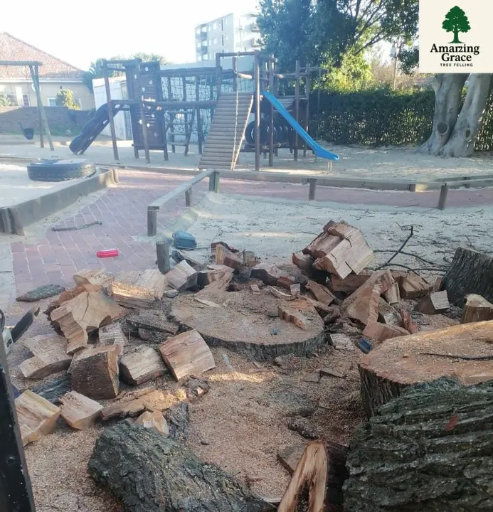 Logs and rounds from a felled tree, ready to be removed