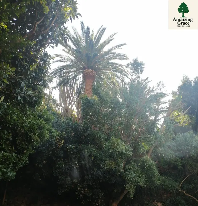 A tall palm in a leafy garden