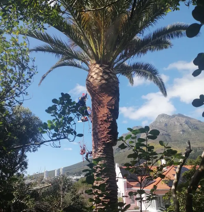 A tall palm with the mountain behind