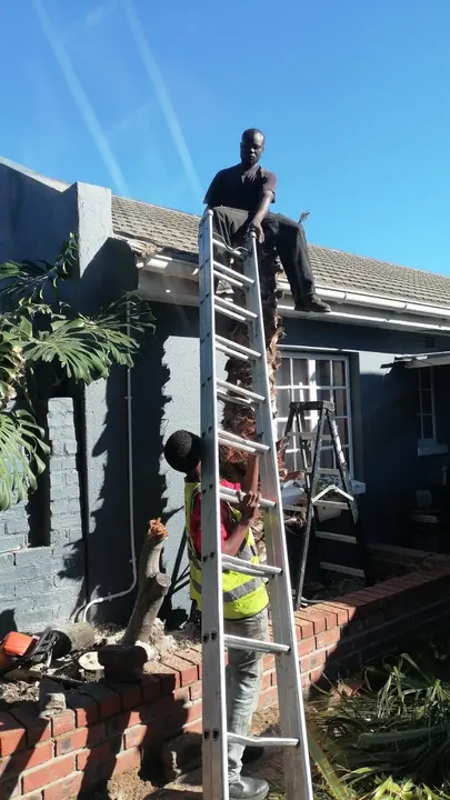 Working from a ladder and roof to reach a palm