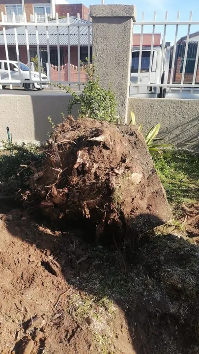 A root ball pulled out of the ground