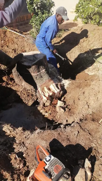 Digging out a stump with roots exposed