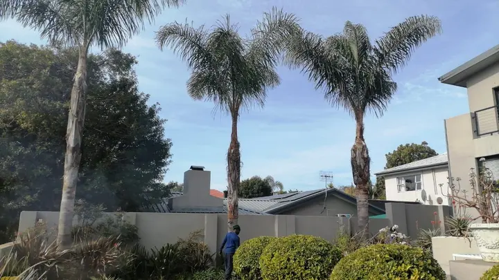 Three tall palms in a garden