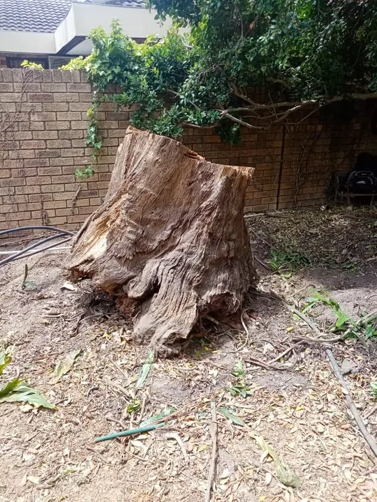 A large tree stump next to a garden wall